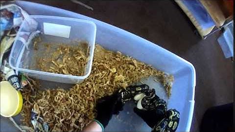 Carpet Python Clutch - Pulling Eggs My Full Process POV