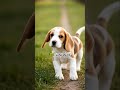 “Sometimes, happiness starts with one small step🐾😄” #puppy #dogshorts #shorts