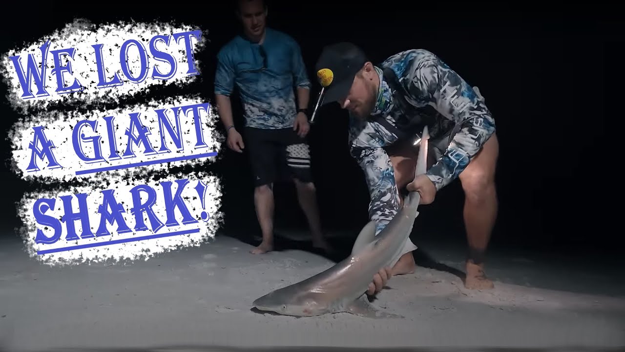 Blacktip Shark on Anna Maria Island, Florida. Land Based Shark Fishing (Gulf Coast)