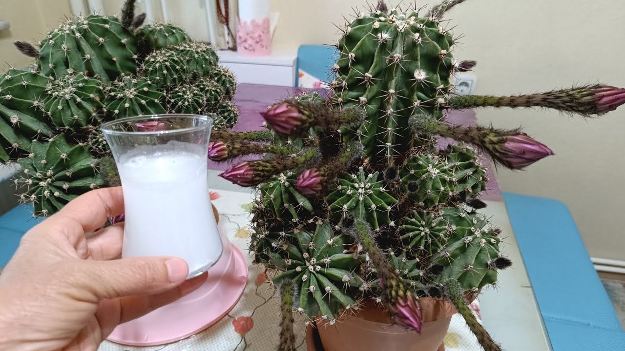 KAKTÜS BAKIMI 🌵 KAKTÜSLER HEMEN ÇİÇEK AÇSIN İSTİYORSANIZ BU KÜRDEN HEMEN VERİN