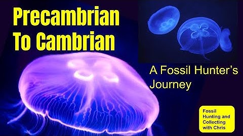 Precambrian to Cambrian A Fossil Hunter
