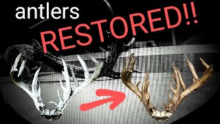 LIKE NEW!! Staining sun-bleached antlers! ***SUPER EASY*** WHITETAIL TAXIDERMY!