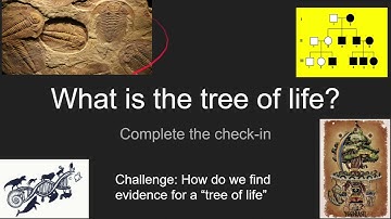 Phylogeny and the Tree of Life