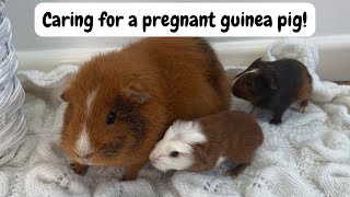 CARING FOR A PREGNANT GUINEA PIG