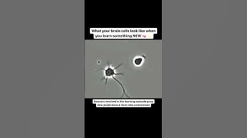 Neurogenesis  in Real-time  #shorts #neuroscience
