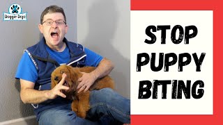 Stop Puppy Biting! | Top 3 Dog Training Games by Trevor Smith - Doggie Dojo 3,451 views 3 years ago 9 minutes, 1 second