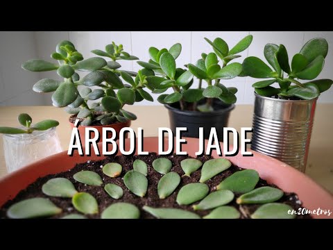 Cómo REPRODUCIR con éxito la suculenta ÁRBOL DE JADE: 3 métodos || en20metros