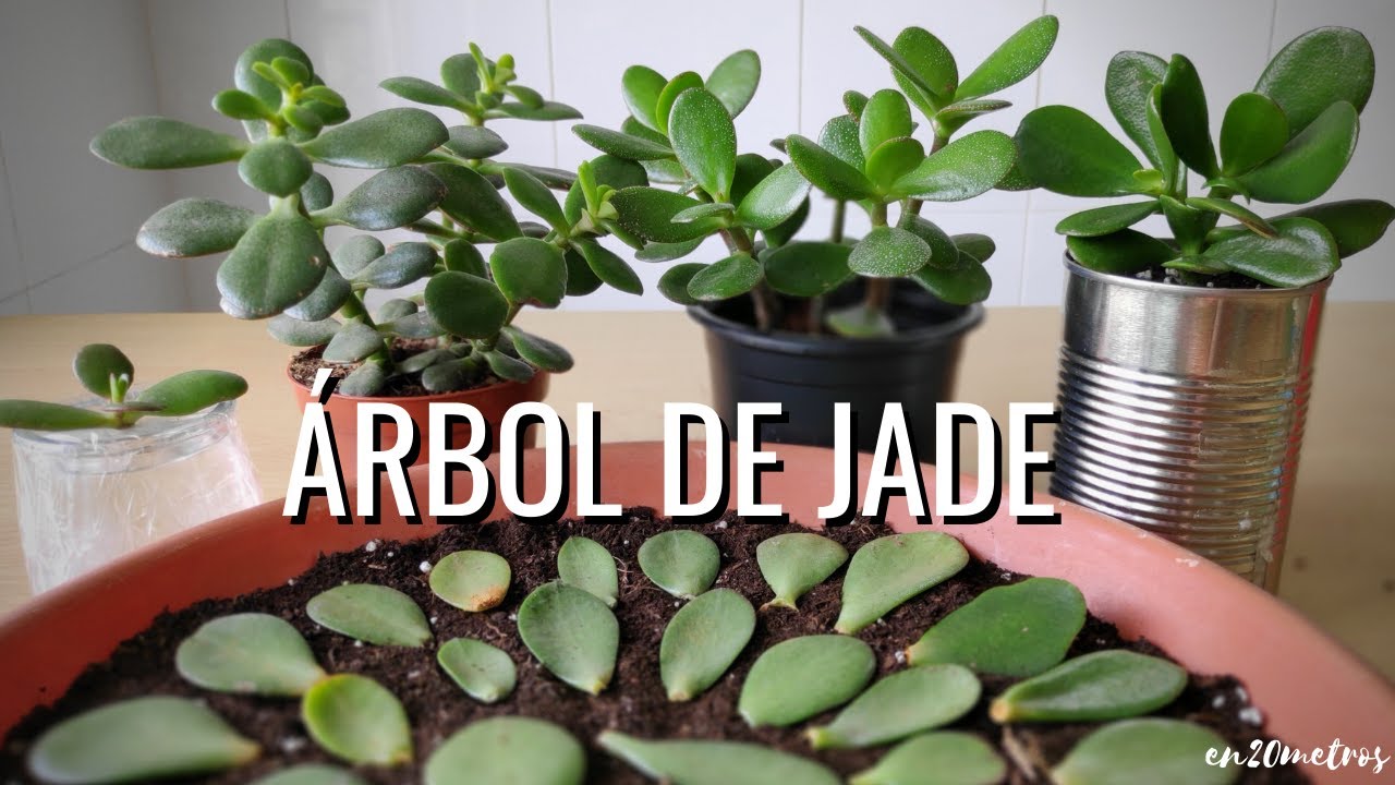 Cómo cuidar la planta de jade