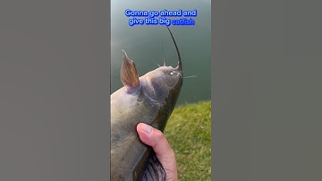 MASSIVE Catfish BACKFLIP Splash! 💦 #shorts #fishing #catfish #trending
