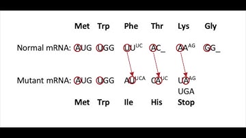 Exam 4-1A - Frameshift Mutation - David Moretto