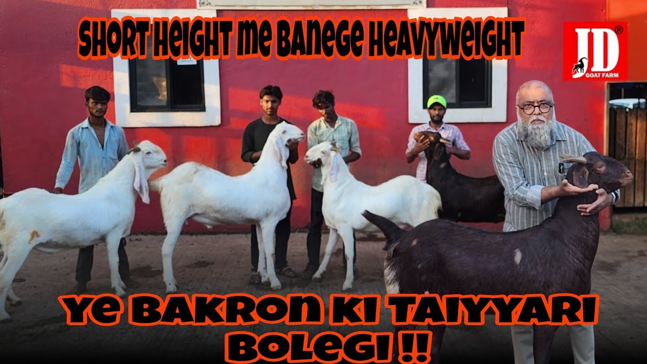 Short Height me Banege Heavyweight | JD Goat Farm