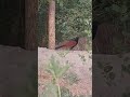 Greater Coucal Crow Pheasant Birds #shorts
