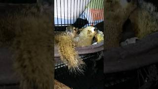 Merawat Bajing Biar Sehat Pake Ayunan