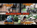 SERUNYA KETEMU BAPAK & ADIKNYA ESHAN, KASIH MAKAN JERAPAH & SINGA, NAIK GAJAH DI BANDUNG ZOO !!