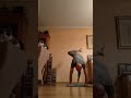 Eka Pada Koundinyasana 2 @FernandoCrucesvegansilat