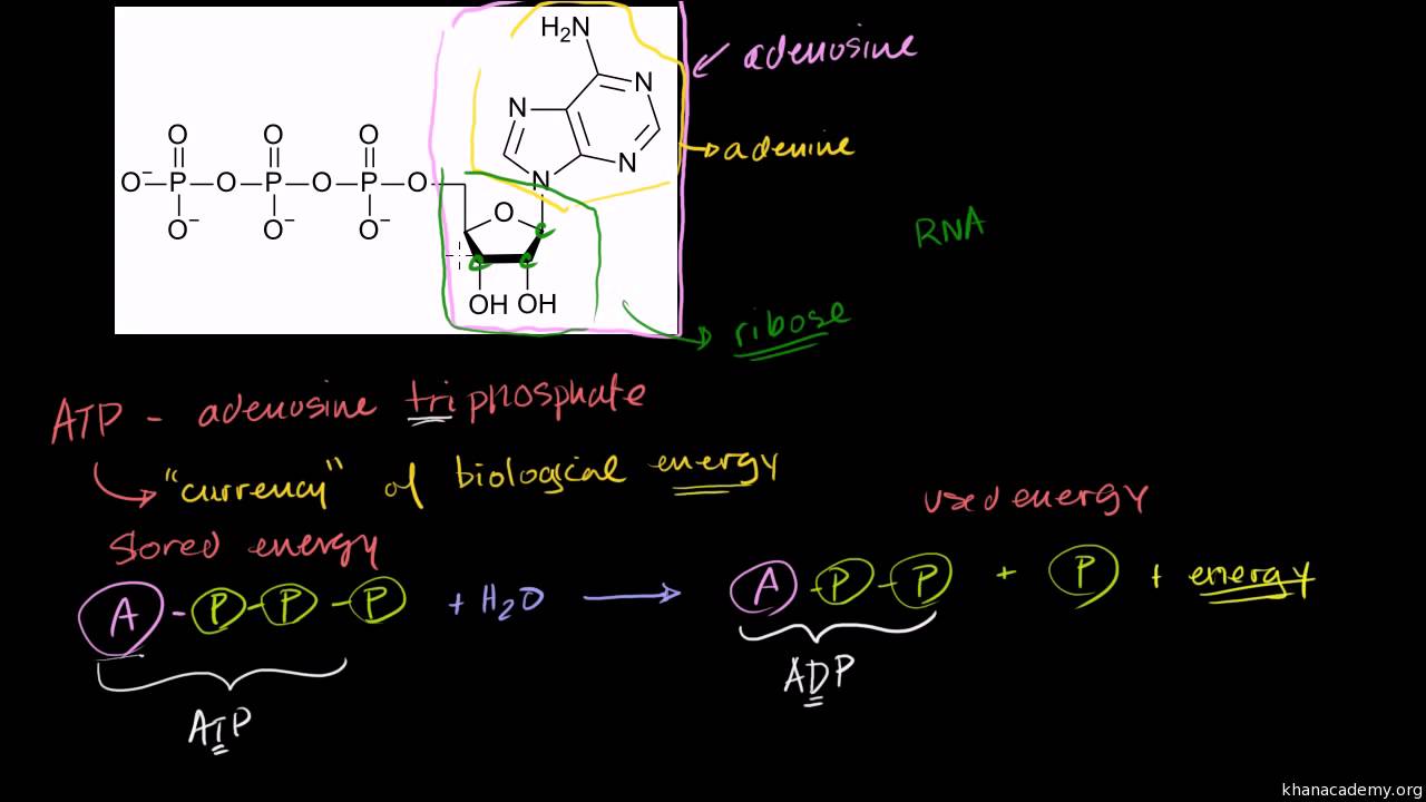 ATP אדנוזין טריפוספט