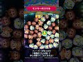新ツム先行公開♪8/1に新ツム「マリンドナルド&ミッキー」が登場!