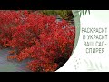 СПИРЕЯ - НОВАЯ КОРОЛЕВА САДОВ