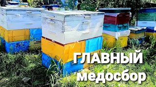 Поддерживающий июньский взяток превращается в главный медосбор после двух месяцев работы с пчелами