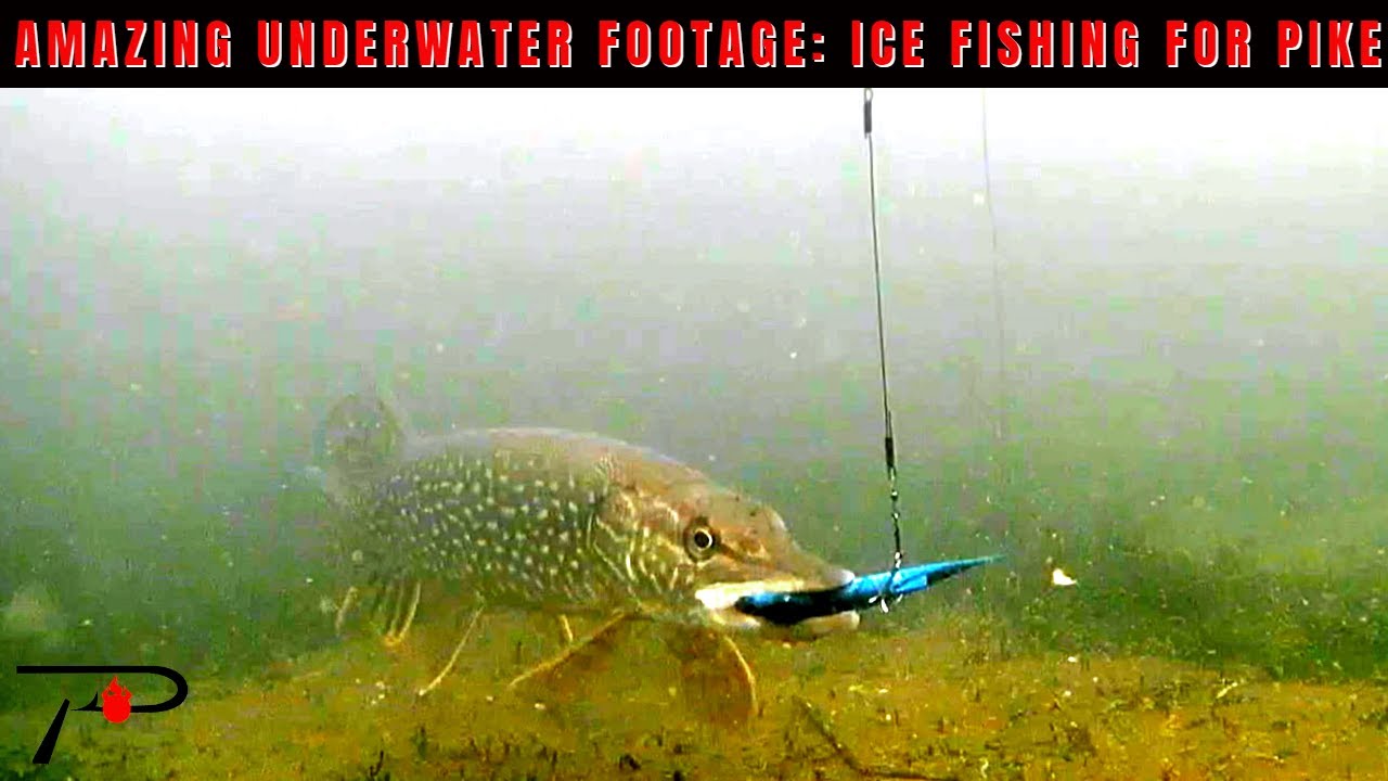 Amazing Underwater Footage: Ice Fishing For Pike 