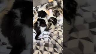 #fyp #kittens #catreals #tabbycat #newbornkittens ##cutecats #beautifulbabies #kitty #macska #cats