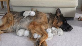 Adorable Kittens Who Are Way Too Attached to Big Dogs!