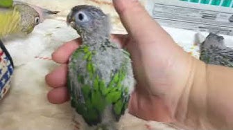 ウロコインコ里親募集 Youtube