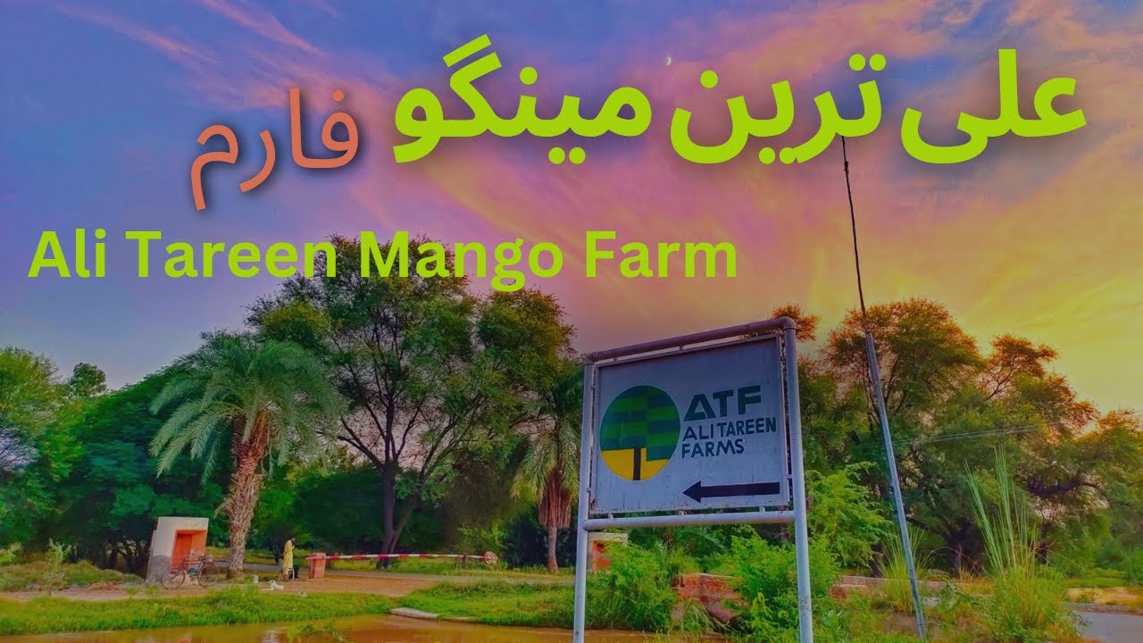 Ali Tareen Mango Farm| ATF | Pak Agrin - YouTube