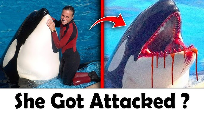 Whale Attacks Orca Trainer Jessica Radcliffe | Shocking Accident Caught on Camera - YouTube