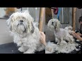 Unbelievable dog grooming makeover