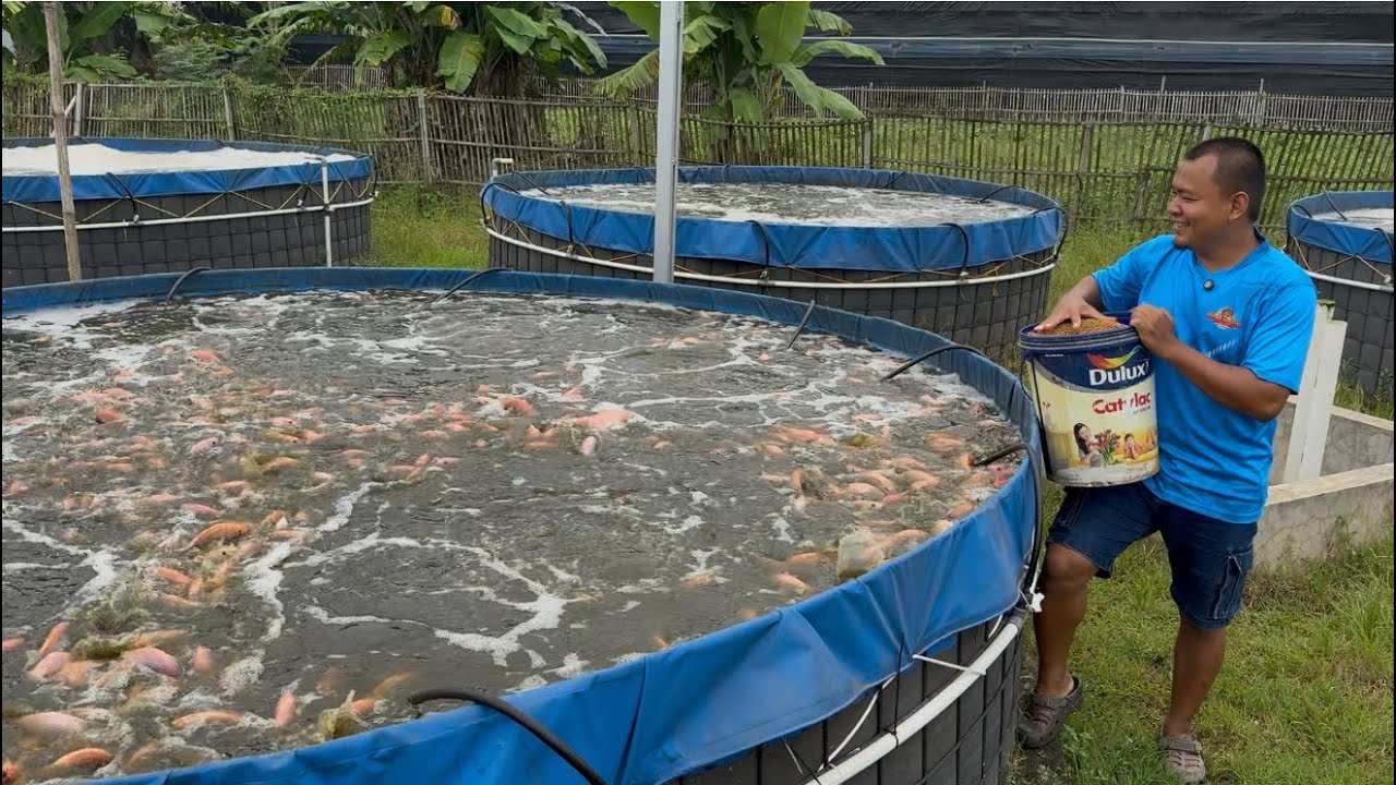 MANTAP, BUDIDAYA IKAN NILA BIOFLOK BARU UMUR 3BULAN KURANG IKAN SUDAH BESAR