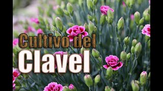 CULTIVO del CLAVEL