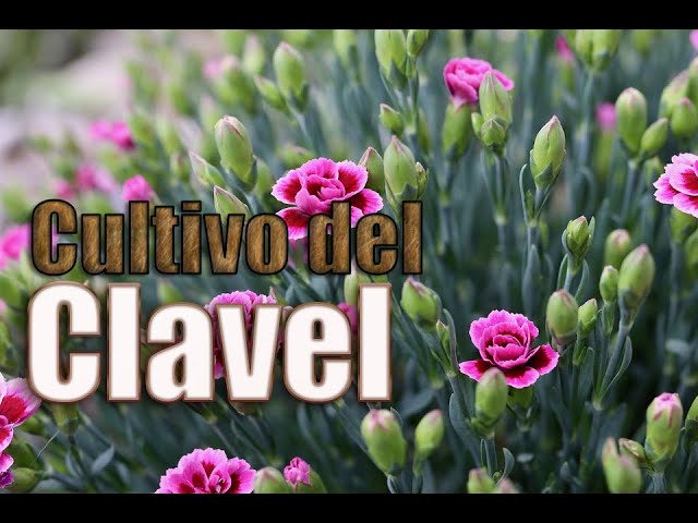 CULTIVO del CLAVEL - YouTube