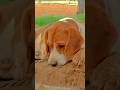 riyuu 🐕💖 #trending #viral #shortvideo #cute #dog #reels #beagle #riyuu_003 #india #harharmahadev