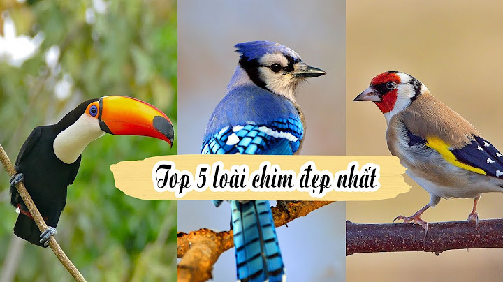 Top 5 loài chim đẹp nhất thế giới năm 2024