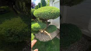Догляд за декоративними рослинами. #bonsai #garden #landscape #niwaki