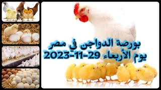 اسعار الفراخ اليوم | سعر الفراخ البيضاء اليوم الأربعاء 2023/11/29 في مصر