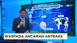 Waspada Antraks, Berikut Siklus Penularan & Cara Antisipasinya
