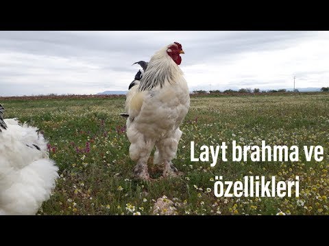 Video: Brahma şiiri ne anlama geliyor?