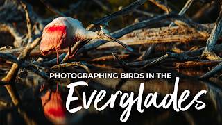 Photographing Birds in the Everglades