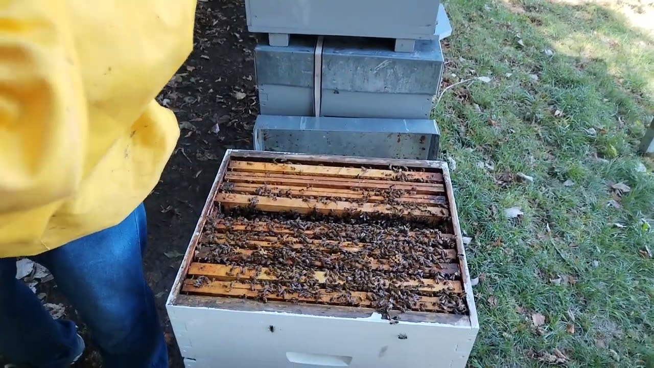 02/09/2025 Spajanje dva roja u jedno društvo.