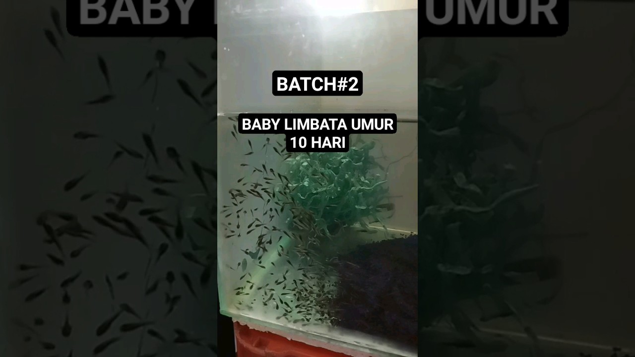 Baby limbata umur 10 hari 
