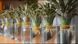 Mẹo Trồng Dứa siêu nhanh từ phần ngọn bỏ đi | Tips Grow Pineapple super fast from the tops off