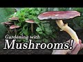 How To Grow 🍄 Mushrooms Outdoors at Home in the Garden! Wine Cap Mushroom Identification Cultivation