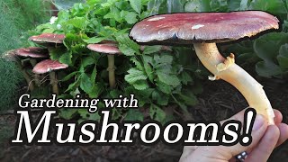 Wine cap (garden giant / king stropharia) mushrooms, are great for
beginners to grow. this single variety appeals guerrilla gardeners,
permaculturalists, ...