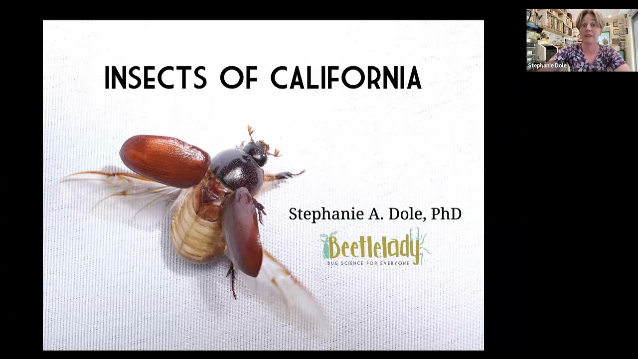 Insects of California YouTube