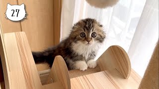 We put our cute kitten on a cat tower for the first time.  Elle video No.27 by Cute Kitten Elle 50,771 views 4 weeks ago 2 minutes, 57 seconds