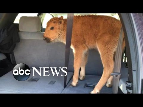 Baby Bison Put Down after Yellowstone Visitors Load Calf Into Car