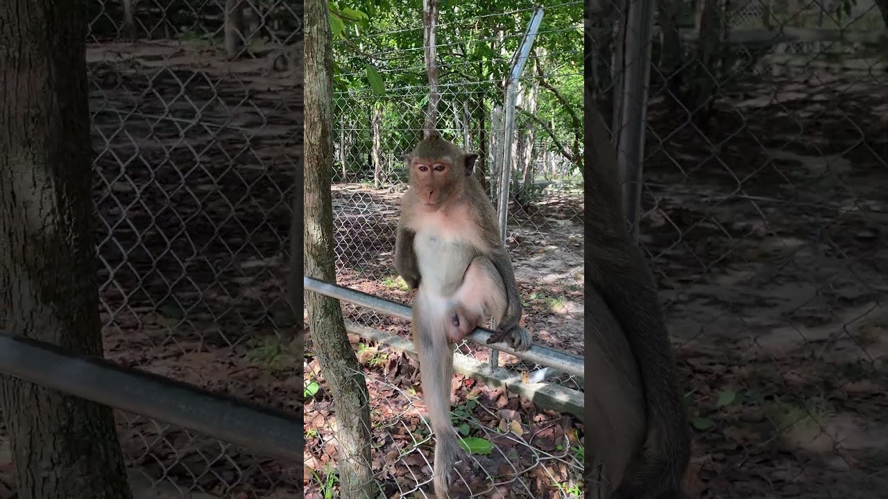 Baby Monkey YoYo, Adorable Petty Monkeys, Funny monkey KaKo, Monkey BiBi, Primative monkey