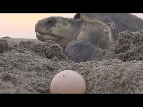 Оливковые черепахи - под угрозой из-за браконьерства (новости)